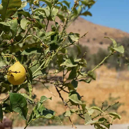 Patela